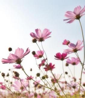 field of pink flowers