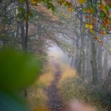 Foggy path through the woods in autumn